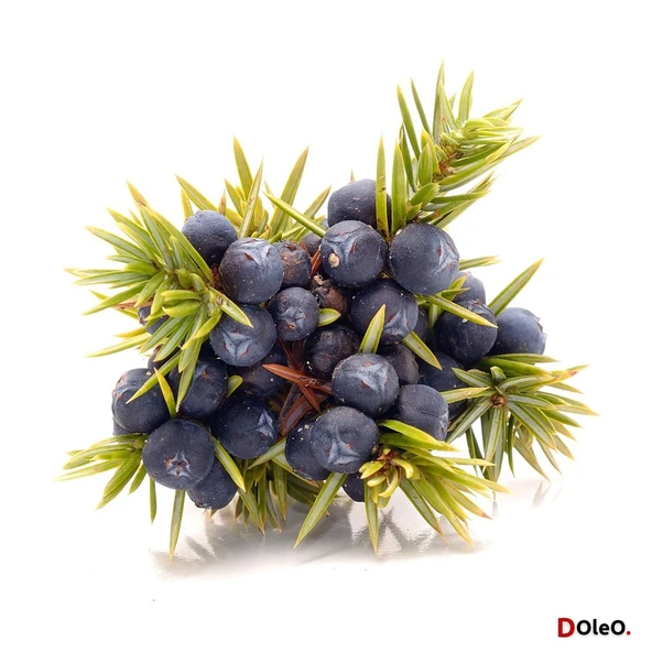 Ardıç Yağı (Ardıç Tohumu Yağı) - 50 mL - Resim 2