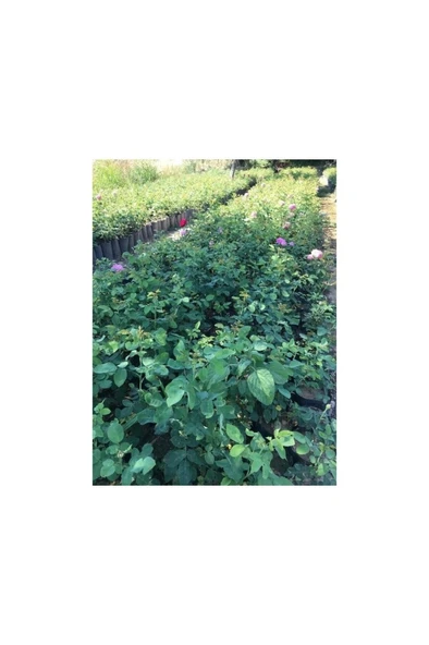 Isparta Gülü Fidanı Reçellik 10-20 cm - Resim 3