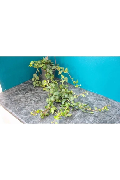 Hedera Helix Sarmaşık Duvar Sarmaşığı Orman Sarmaşığı Salon Sarmaşığı - Resim 3