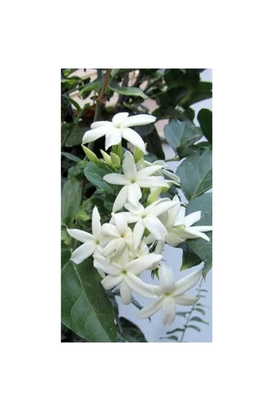 Arap Yasemin Fidanı 10-20 cm ürün görseli