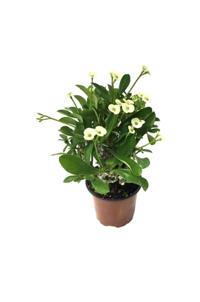 Saksılı Sarı Dikenler Tacı Japon Iğnesi Euphorbia Milii 10-20 cm ürün görseli