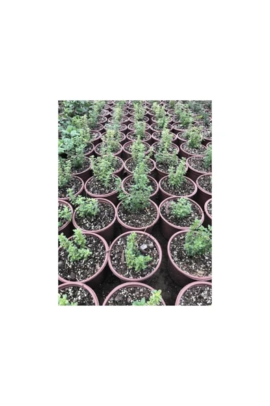 Kekik Fidanı 10-20 cm 5 Adet Thymus Vulgaris - Resim 2
