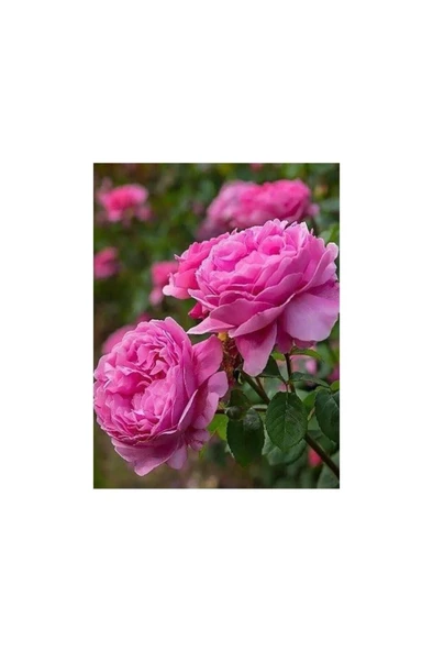 Isparta Gülü Fidanı Reçellik 10-20 cm - Resim 4