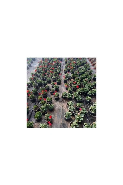 Kiraz Çiçeği Pembe Sardunya Çiçeği Fidesi Fidanı 10-20 cm - Resim 2