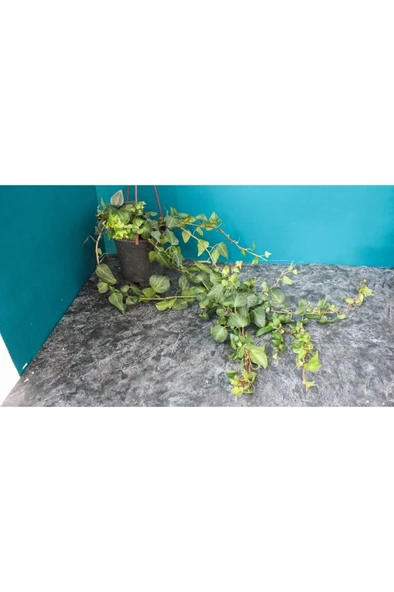 Hedera Helix Sarmaşık Duvar Sarmaşığı Orman Sarmaşığı Salon Sarmaşığı - Resim 4