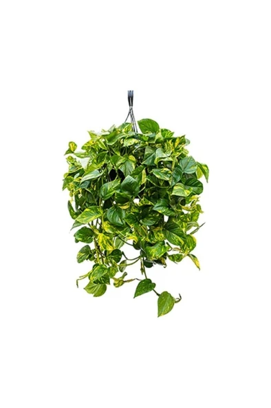 Patos Pothos Sarmaşığı Ev Salon Ve Ofis Sarmaşığı 10-20 cm ürün görseli