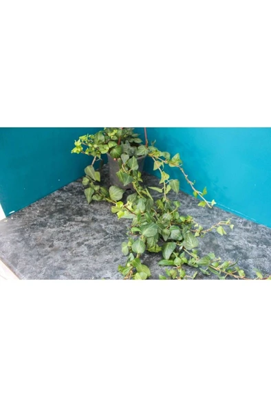 Hedera Helix Sarmaşık Duvar Sarmaşığı Orman Sarmaşığı Salon Sarmaşığı ürün görseli