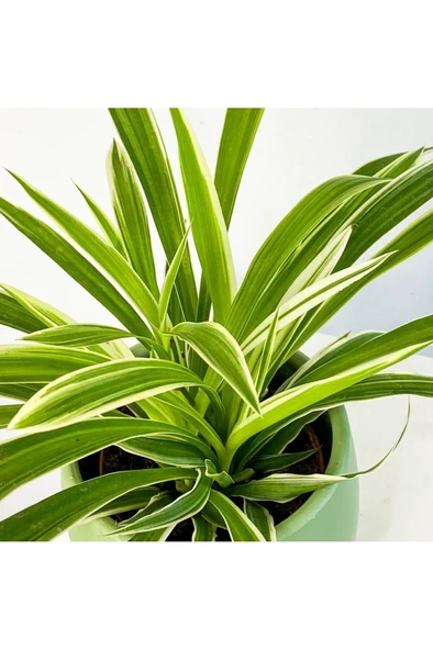 Kurdele Çiçeği Fidanı 10-20 cm - Resim 3