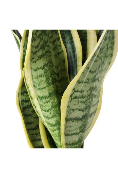 Sarı Çizgili Sansevieria Paşa Peygamber Kılıcı Çiçeği 10-20 cm - Resim 3