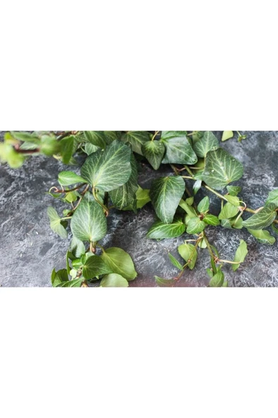 Hedera Helix Sarmaşık Duvar Sarmaşığı Orman Sarmaşığı Salon Sarmaşığı - Resim 2
