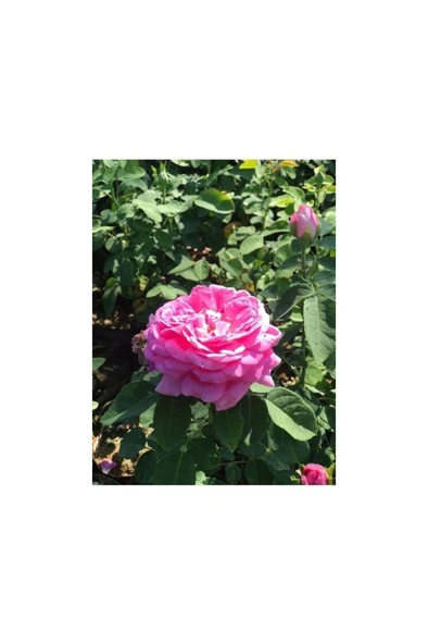 Isparta Gülü Fidanı Reçellik 10-20 cm ürün görseli