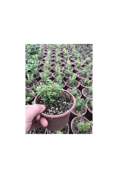 Kekik Fidanı 10-20 cm 5 Adet Thymus Vulgaris ürün görseli