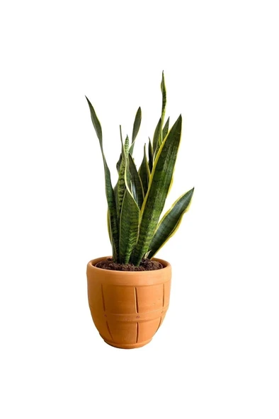 Sansevieria Trifasciata Paşa Kılıcı Fidanı 10-20 cm ürün görseli