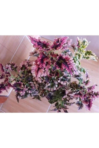 Fırfırlı Yaprak Güzeli Fidanı Karışık Renk 10-20 cm - Resim 2