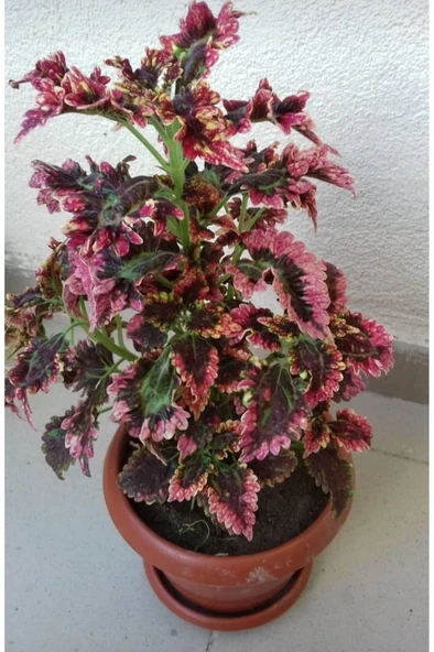 Fırfırlı Yaprak Güzeli Fidanı Karışık Renk 10-20 cm ürün görseli