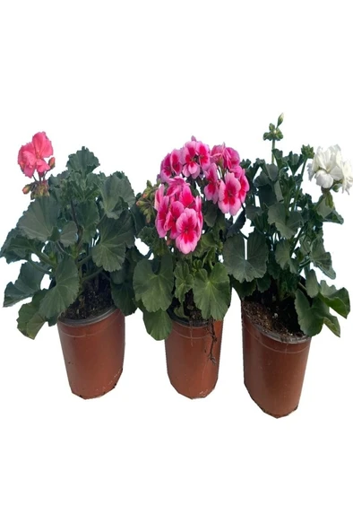 Sardunya Çiçeği Fidanı 10-20 cm - Resim 2