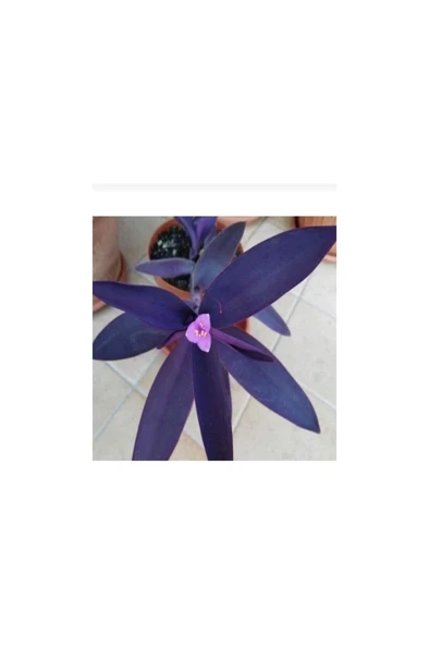 Mor Telgraf Çiçeği Fidanı Fidesi 10-20 cm ürün görseli