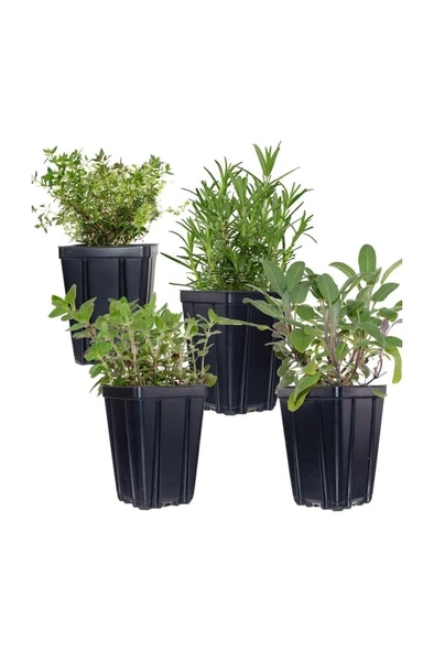 Thyme Lavender Set of Two Kekik Lavanta Ikili Set 10-20 cm ürün görseli