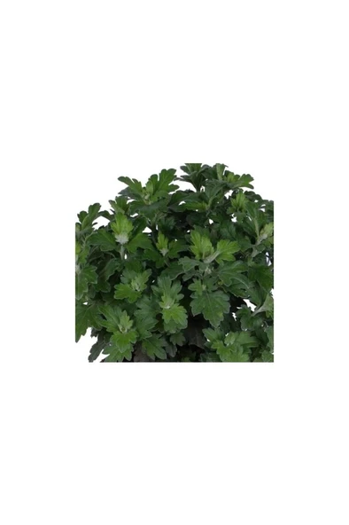 Kasımpatı Saksı’da (Chrysanthemum) Kırmızı Renk 10-20 cm - Resim 2