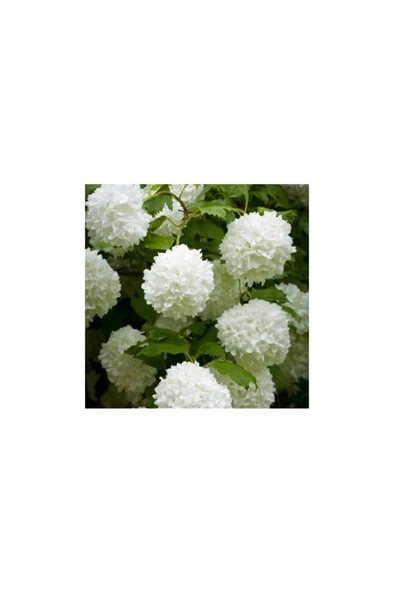 Potted Viburnum Saksılı Kartopu Çiçeği 40-60 cm - Resim 3