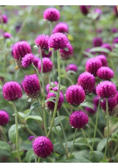 20 Adet Hanım Düğmesi Çiçeği Tohumu Sürpriz Hediye Tohumlu ürün görseli 1