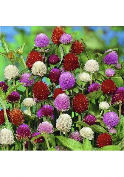 20 Adet Hanım Düğmesi Çiçeği Tohumu Sürpriz Hediye Tohumlu - Resim 2