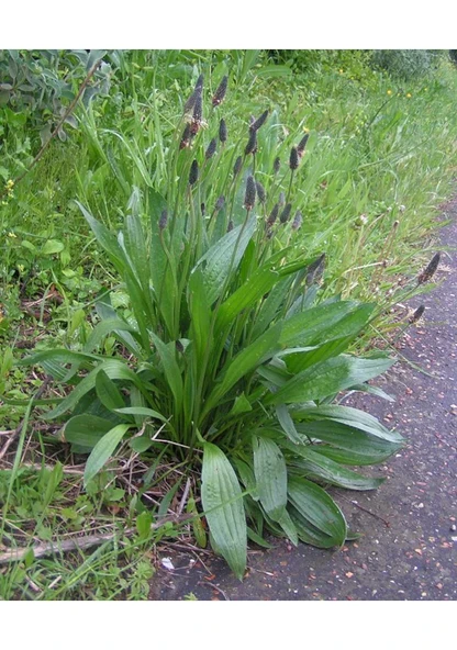 50 Adet Tohum Kalın Yapraklı Doğal Yabani Sinir Otu Tohumu Damar Otu Şifalı Bitkiler - Resim 2