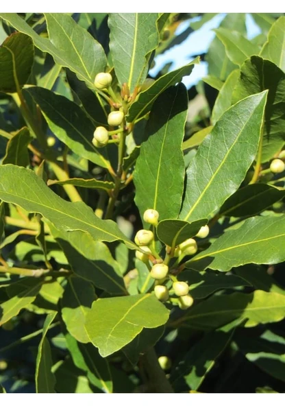 Akdeniz Defne Ağacı Tohumu 10 Adet Taze Hasat Kaliteli Tohum ürün görseli 1