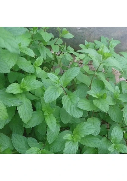 Spearmint Nane Tohumu 200 Tohum Sürpriz Hediye Tohumlu ürün görseli 1