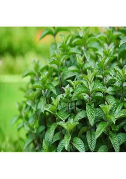 Meşhur Anadolu Nane Tohumu 100 Tohum Sürpriz Hediye Tohumlu ürün görseli 1