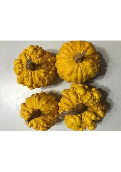 20 Adet Tohum Nadir Uzak Doğu Şekilli Süs Kabağı Tohumu Mini Boy Süs Kabak Tohum ürün görseli 1
