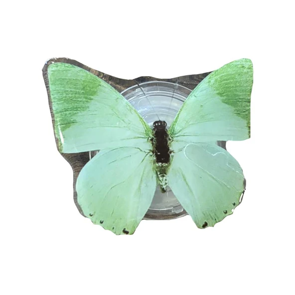 E2M POP SOCKET TELEFON TUTUCU KELEBEK YEŞİL ürün görseli