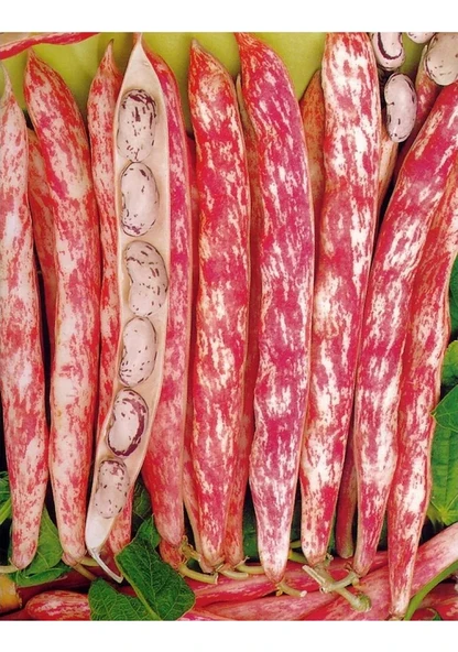 200 Adet Tohum Organik Erkenci Bol Verimli Alaca Barbunya Sırık Barbunya Cins Tohum Hediye - Resim 2