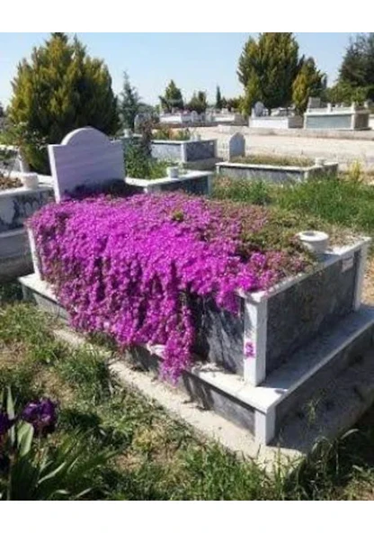 50 Adet Tohum Astarix Asterix Mezarlık Kabir Çiçeği Tohumu Çok Yıllık Mezar - Resim 2