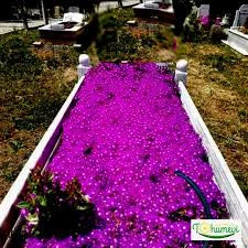 50 Adet Tohum Astarix Asterix Mezarlık Kabir Çiçeği Tohumu Çok Yıllık Mezar ürün görseli 1