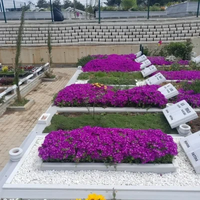 200 Adet Tohum Çok Yıllık Asterix Astarix Mezarlık Kabristan Kabir Çiçeği Tohumu - Resim 3