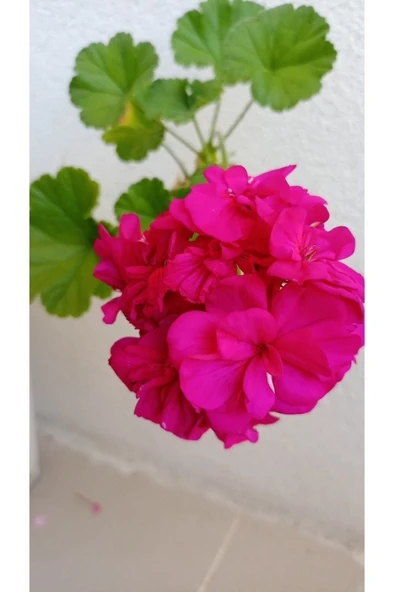 Katmerli Top Sardünya Fide Fiyatı - Resim 2