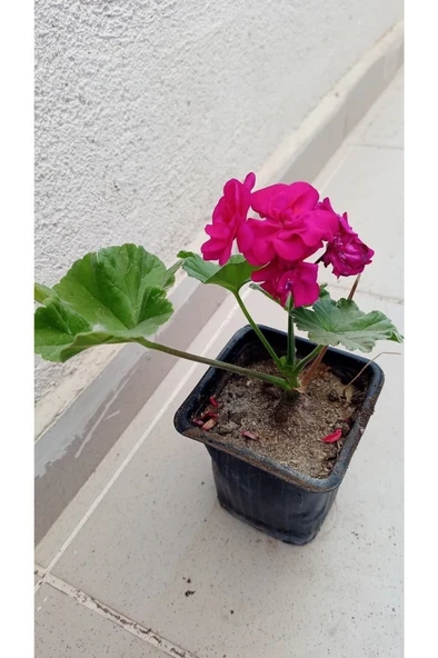 Katmerli Top Sardünya Fide Fiyatı - Resim 5