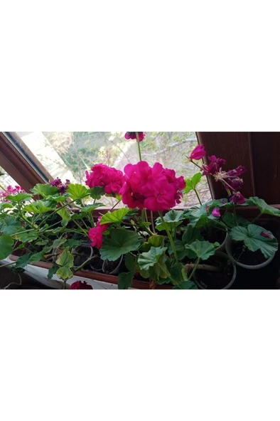 Katmerli Top Sardünya Fide Fiyatı - Resim 3