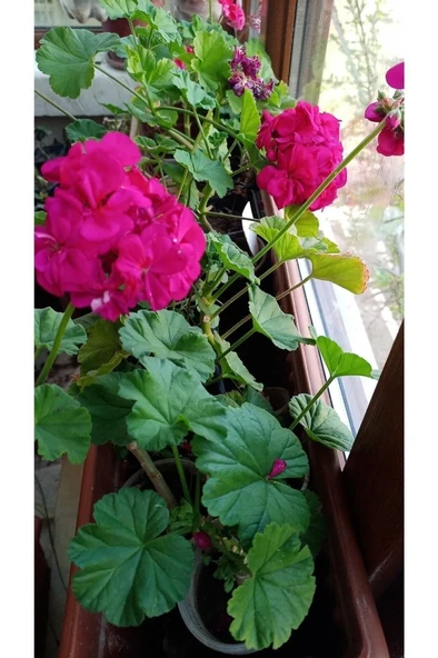 Katmerli Top Sardünya Fide Fiyatı - Resim 4