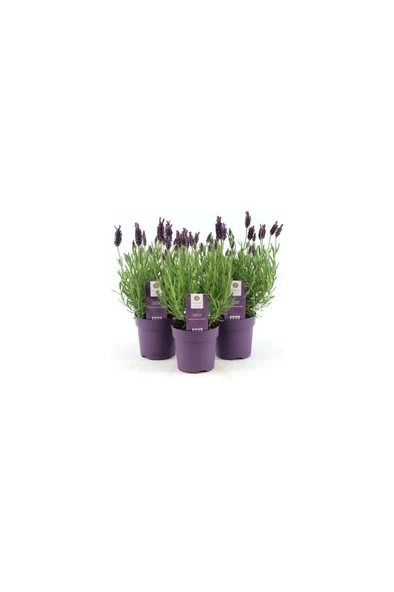Lavanta – Lavandula Angustifolia - Resim 4