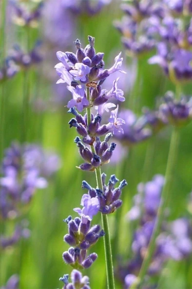 Lavanta - Lavandula Angustifolia Sevtopolis Saksıda 10-20 cm ürün görseli