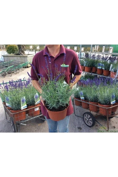 Lavanta – Lavandula Angustifolia - Resim 3