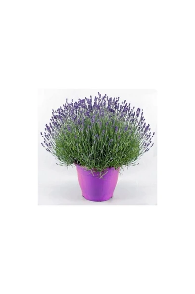 Lavanta – Lavandula Angustifolia ürün görseli