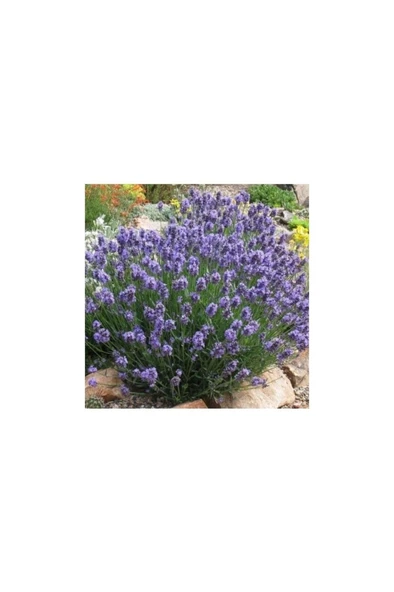 Salon Için Lavanta Çiçeği Fidanı 10-20 cm - Resim 2