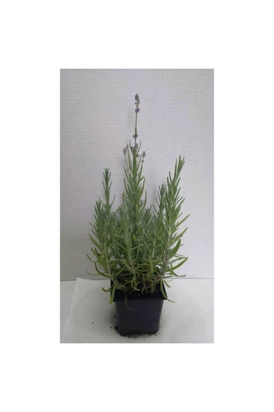 Lavanta – Lavandula Angustifolia - Resim 2