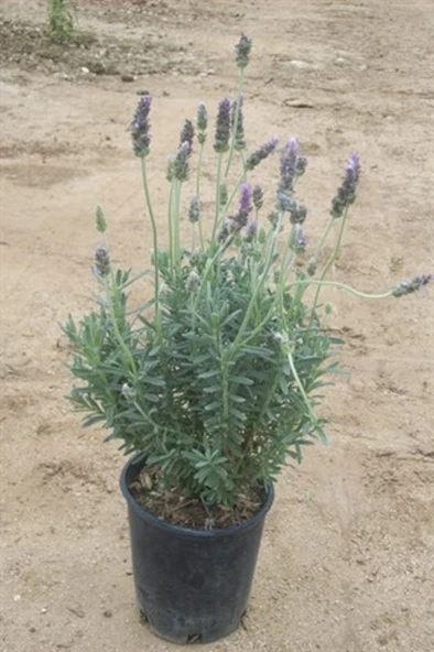 Lavanta - Lavandula Angustifolia Sevtopolis Saksıda 10-20 cm - Resim 2