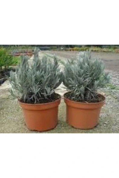 Lavanta Çiçeği Fidanı 3 Adet 10-20 cm - Resim 2