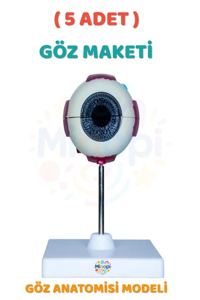 ( 5 Adet ) Göz Anatomisi Modeli İnsan Gözü Modeli Göz Yapısı Maketi Eğitici ürün görseli