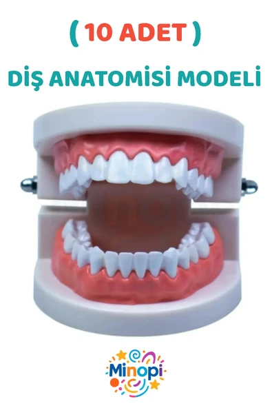 ( 10 Adet ) İnsan Diş Anatomisi Diş Modeli Eğitici Maket Fen Ve Biyoloji Dersleri Diş Maketi ürün görseli